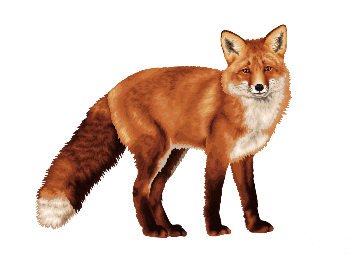 Red Fox